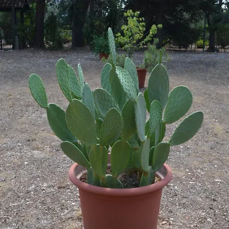 Casale Lupis
